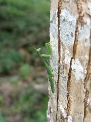 Stagmomantis fraterna