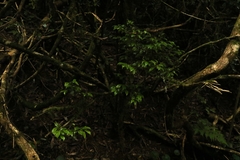 Symplocos baeuerlenii