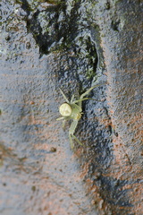 Diaea subdola