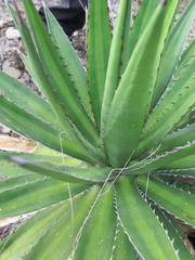 Agave univittata