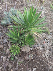 Agave univittata