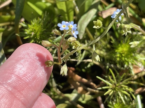 Myosotis laxa observed 2022-03-14