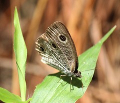 Ypthima multistriata