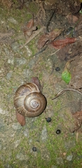 Urocyclidae