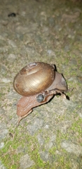 Urocyclidae