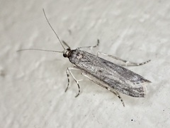 Eudonia leptalaea