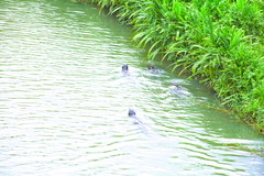 Lutrogale perspicillata