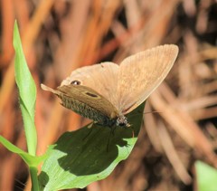 Ypthima multistriata