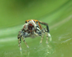 Maratus pavonis