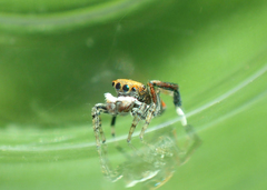 Maratus pavonis