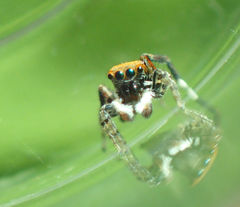 Maratus pavonis