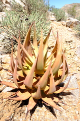 Aloe gariepensis