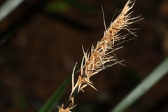 Lomandra spicata