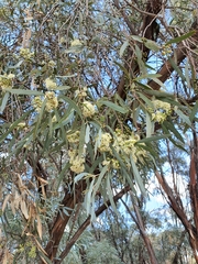 Eucalyptus polybractea