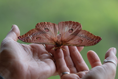 Opodiphthera loranthi