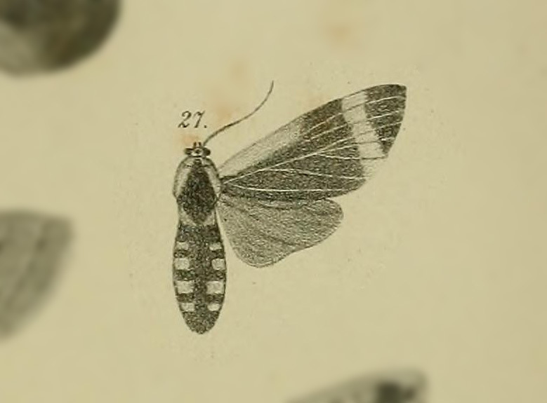 Pryteria costata