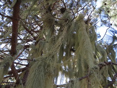 Usnea articulata