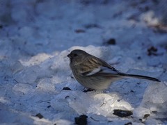 Carpodacus sibiricus