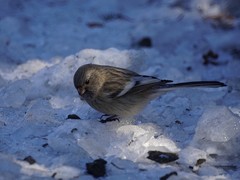 Carpodacus sibiricus