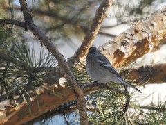 Carpodacus sibiricus