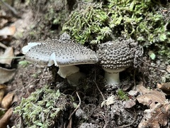 Amanita karea