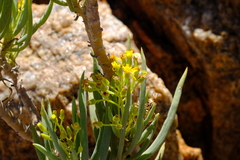 Senecio sarcoides