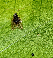 Alloiothucha artocarpi