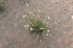 Enneapogon desvauxii