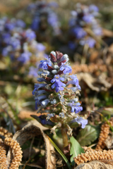 Ajuga reptans