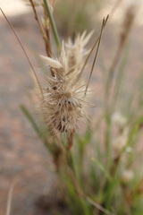 Enneapogon desvauxii