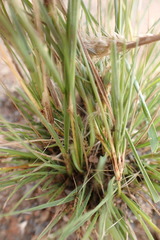 Enneapogon desvauxii