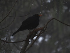 Turdus merula cabrerae
