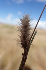 Enneapogon desvauxii