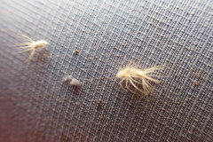 Enneapogon desvauxii