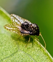Alloiothucha artocarpi