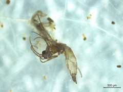 Lestremiinae