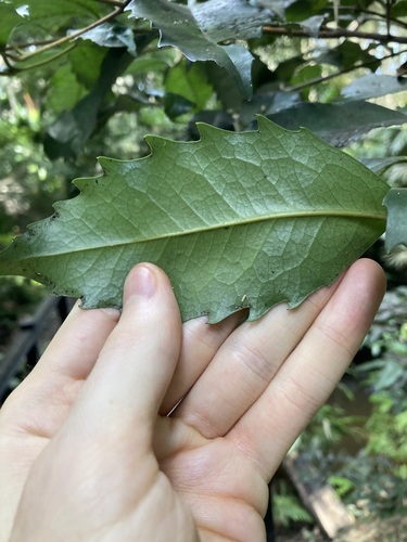 Image of Doryphora sassafras by (c) Thomas Mesaglio, some rights reserved (CC BY)
