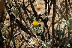 Berkheya canescens