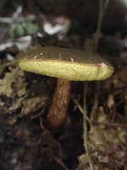 Xerocomus rufostipitatus