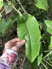 Astrotricha latifolia