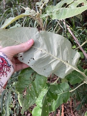 Astrotricha latifolia