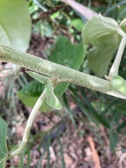 Astrotricha latifolia