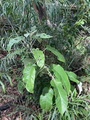 Astrotricha latifolia