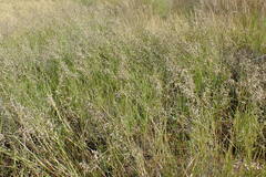 Eragrostis obtusa