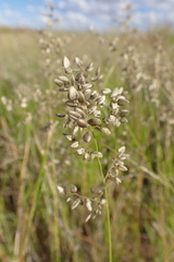 Eragrostis obtusa