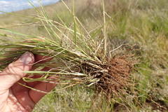 Eragrostis obtusa