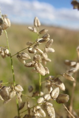 Eragrostis obtusa