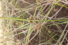 Afroscirpoides dioeca