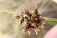 Afroscirpoides dioeca