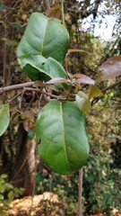 Combretum albidum